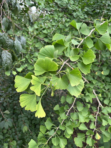 Ginkgo Biloba de Outono Amarelo