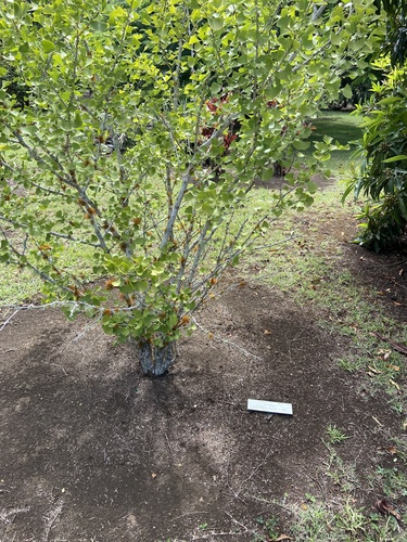 Ginkgo Biloba de Outono Amarelo