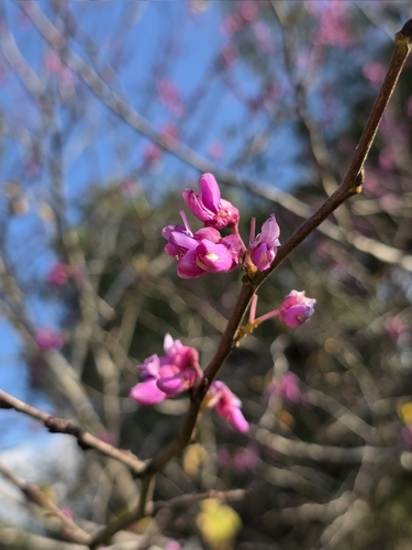 Árvore de Judas (Cercis)