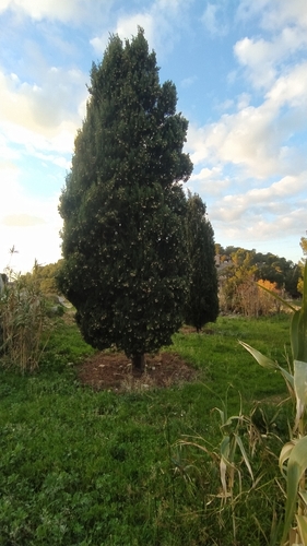 Cipreste Italiano de Calçadas