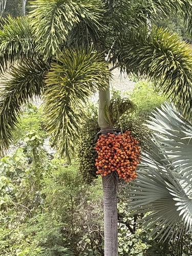 Palmeira Rabo-de-raposa Fofa