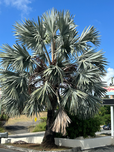 Palmeira Azul de Madagascar