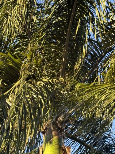 Palmeira Jerivá Nativa