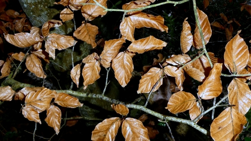 Faia Púrpura Imperial (Copper Beech)