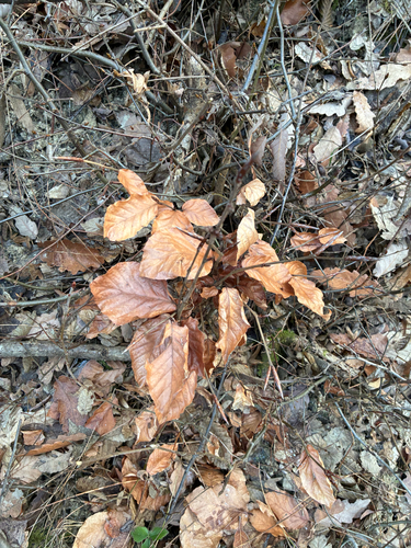 Faia Púrpura Imperial (Copper Beech)