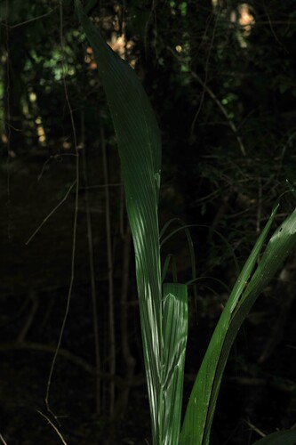 Palmeira Duwi Exótica