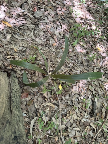 Palmeira Duwi Exótica