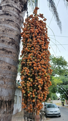 Palmeira Duwi Exótica
