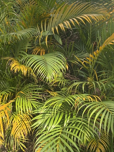 Dypsis de Florence Rara