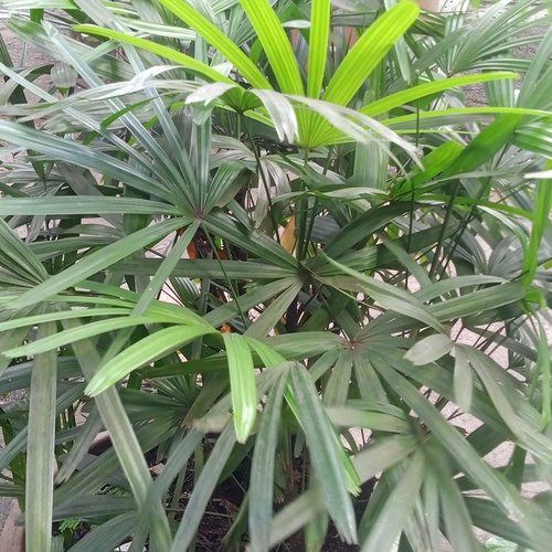 Palmeira Ráfia do Laos