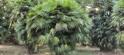 Palmeira Ráfia Multifida