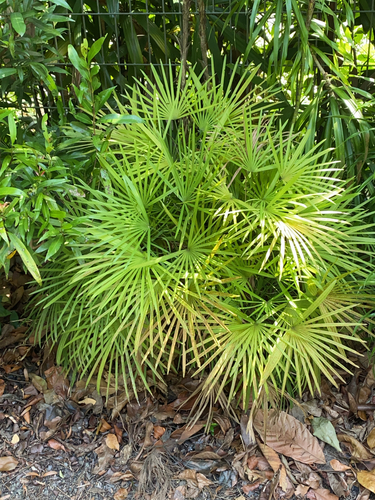 Palmeira Ráfia Multifida