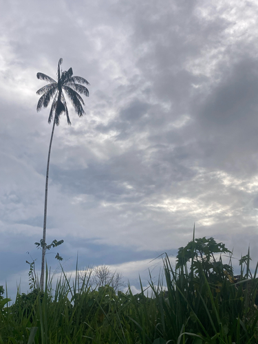 Palmeira Juçara Rara do Espírito Santo