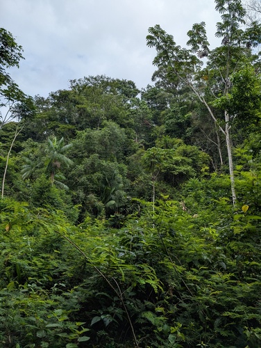 Palmeira Juçara Rara do Espírito Santo