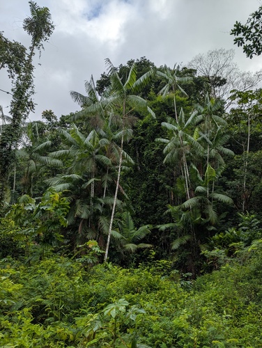Palmeira Juçara Rara do Espírito Santo