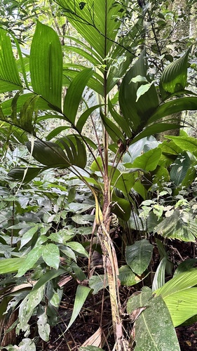 Palmeira Gamiova Sombreada