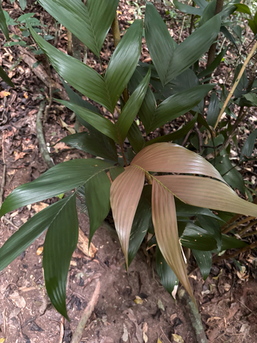 Guaricanga Elegante Sombreada