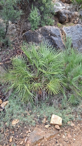 Palmeira Leque da Europa Azul (Cerifera)