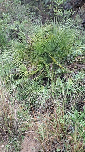 Palmeira Leque da Europa Azul (Cerifera)