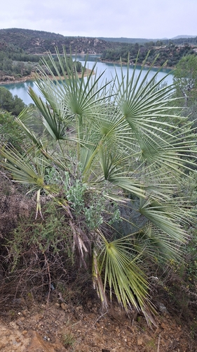 Palmeira Leque da Europa Azul (Cerifera)