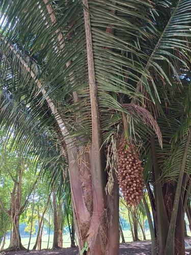 Palmeira Babaçu do Maranhão