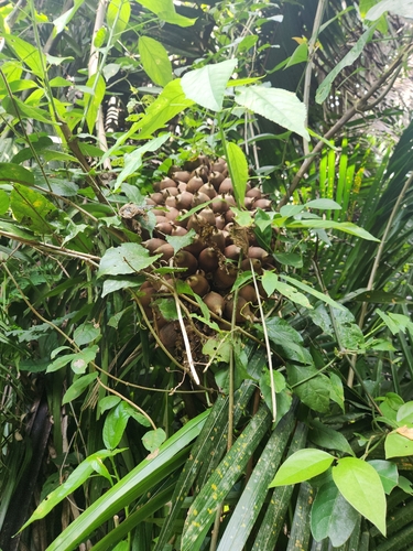 Palmeira Cohune de Grandes Folhas