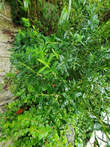 Buxinho de Tronco Rugoso