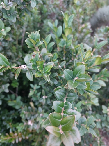 Buxinho Variegado