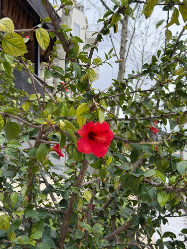 Hibisco Vermelho da China