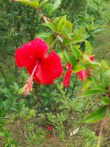 Hibisco Amarelo Dobrado
