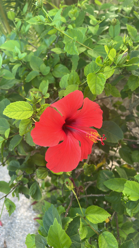 Hibisco Rosa Variegado