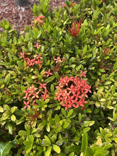 Ixora Anã Vermelha
