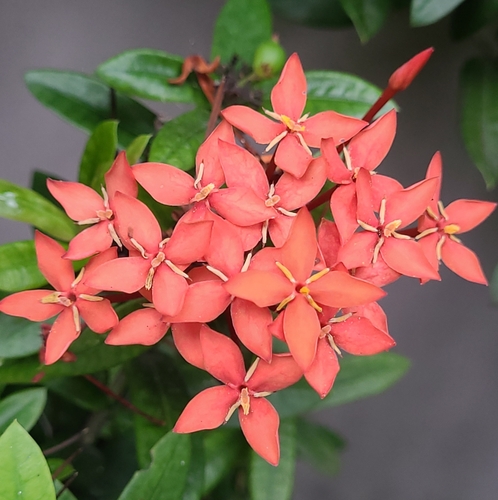 Ixora Anã Vermelha