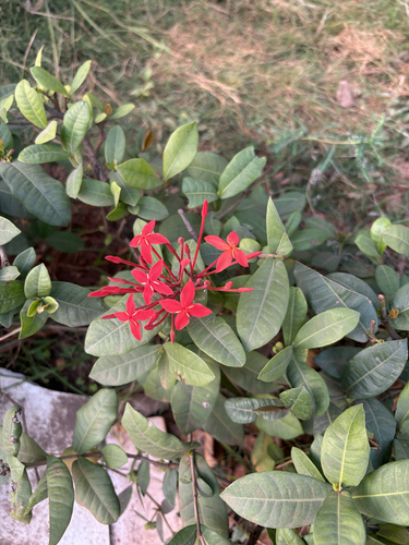 Ixora Anã Rosa