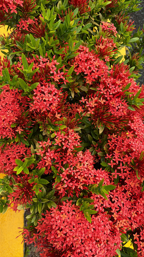 Ixora Anã Rosa