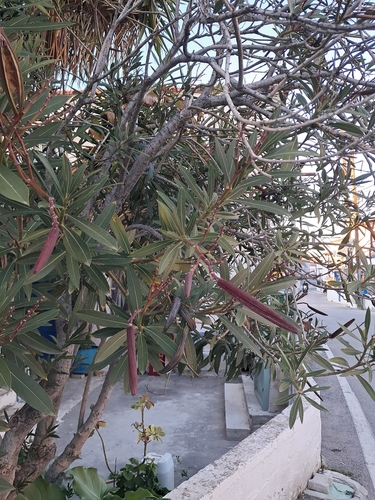 Espirradeira Rosa de Jardim
