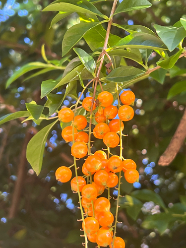 Pingo-de-ouro Clássico