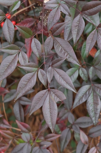 Bambu-sagrado Nandina