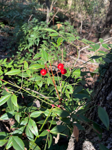 Nandina Anã Purpúrea