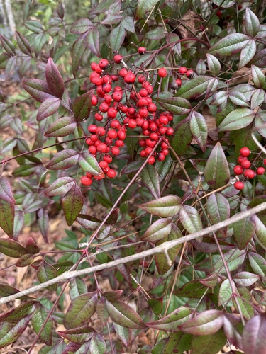 Nandina Firepower Vermelha