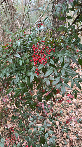 Nandina Gulf Stream