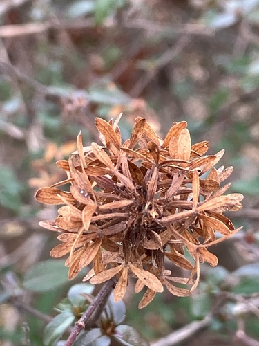 Abélia Chinesa Silvestre