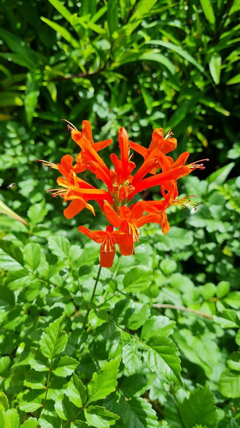 Tecomaria Amarela