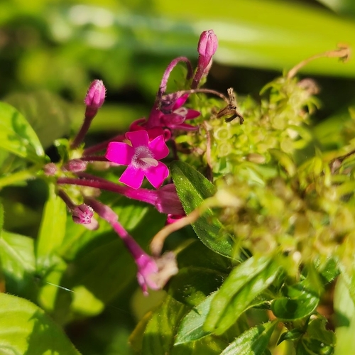 Pentas Lilás (Estrela-do-egito)