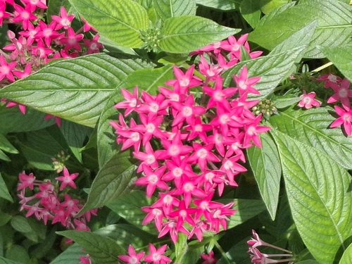 Pentas Rosa