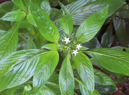 Pentas Branca