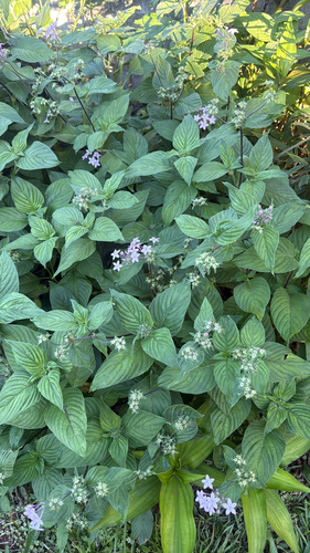 Pentas Vermelha Escura
