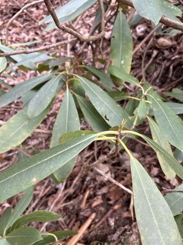 Azaleia Anã Japonesa (Kurume)