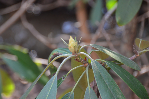 Azaleia Anã Japonesa (Kurume)