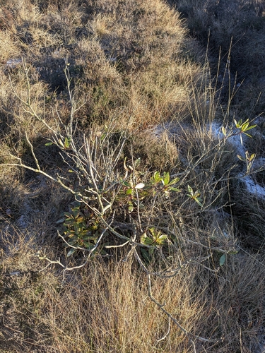 Azaleia Anã Japonesa (Kurume)